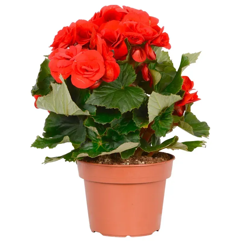 Бегония красная горшечная