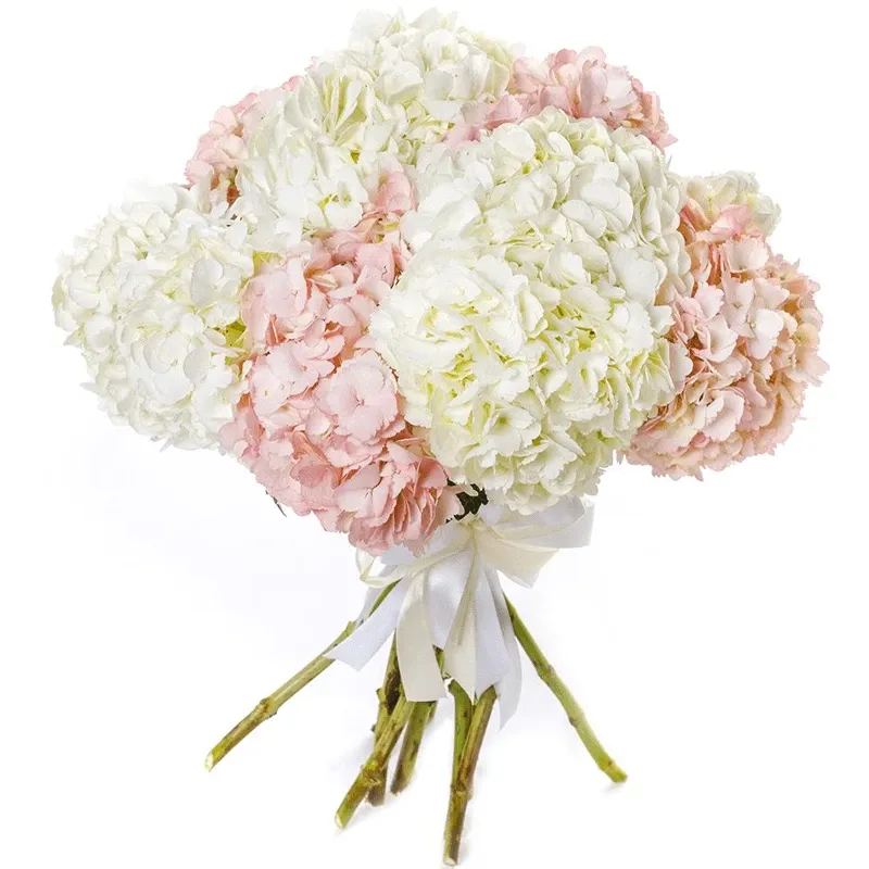 Гортензия микс №1