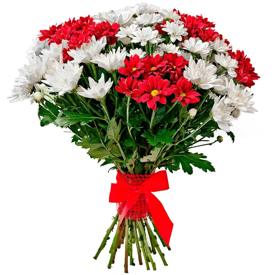 Хризантема кустовая микс бело-красный