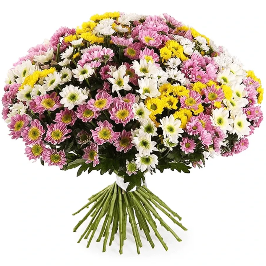 Хризантема ромашковая микс №2
